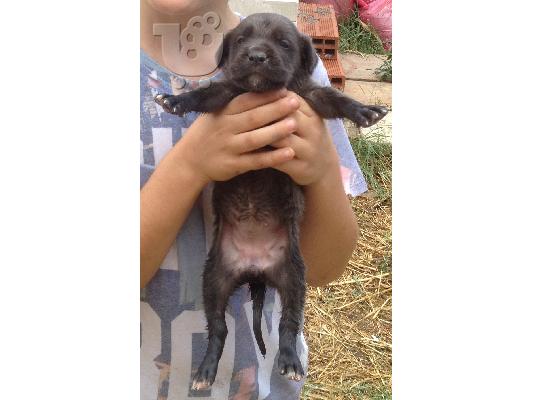 PoulaTo: CANE CORSO ΓΚΡΙ-ΜΠΛΕ