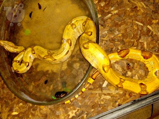 Jungle hypo boa + terrarium