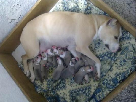 Pitt bull  καθαροαιμα