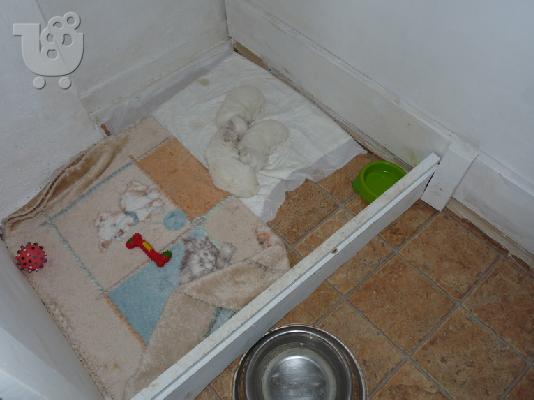 Kουτάβια μαλτέζ από ιδιώτη