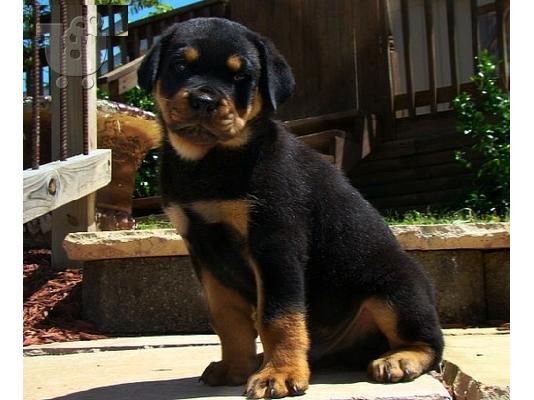 PoulaTo: Κουτάβια Rottweiller για υιοθεσία
