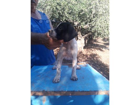 PoulaTo: Ευφυής Pomeranian Pups ** ΔΩΡΕΑΝ ** Εγκρίθηκε
