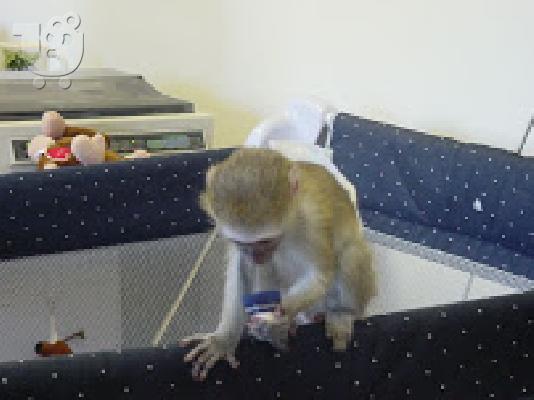 PoulaTo: μωρό capuchin μωρό για 300 €