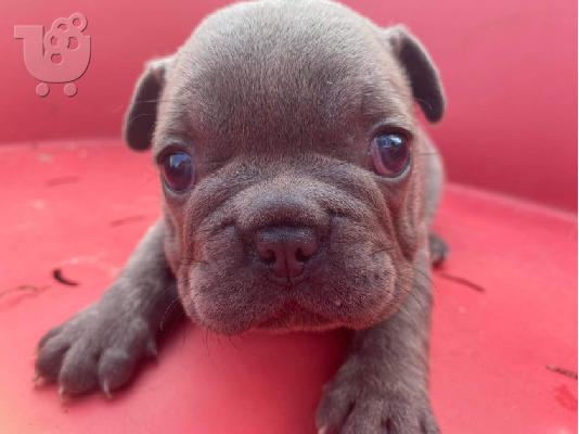 PoulaTo: Κουτάβια AKC FrenchBulldog+34634098453
