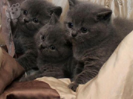 British Shorthair γατάκια X