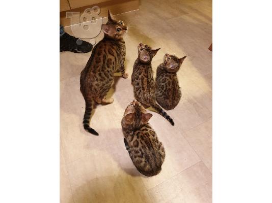 PoulaTo: BENGAL Kittens Διαθέσιμο.