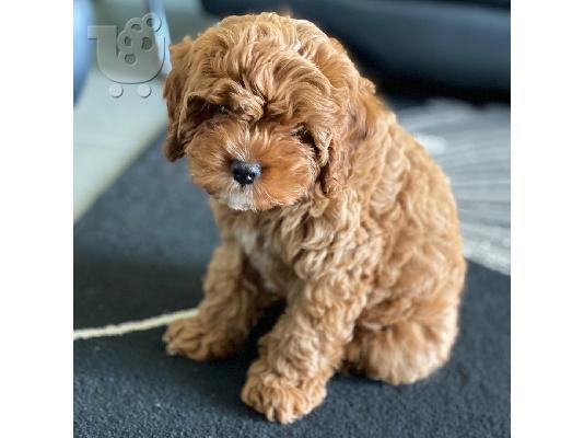 υπέροχο cavapoo έτοιμο για υιοθέτηση.