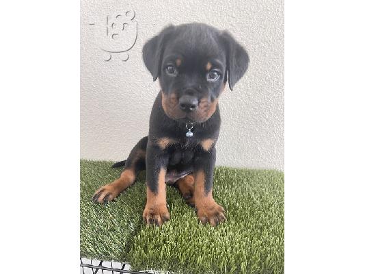 PoulaTo: ΠΩΛΕΙΤΑΙ ΚΟΥΤΑΒΙ ROTTWEILER