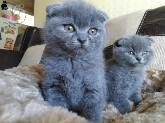 Αξιολάτρευτα Scottish Fold/Stright γατάκια