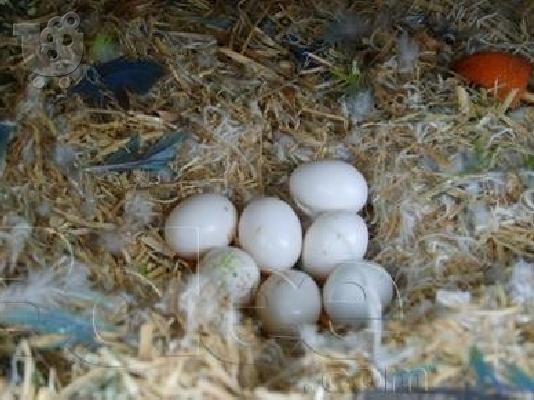 PoulaTo: Φρέσκα και εύφορα παπαγάλοι για πώληση
