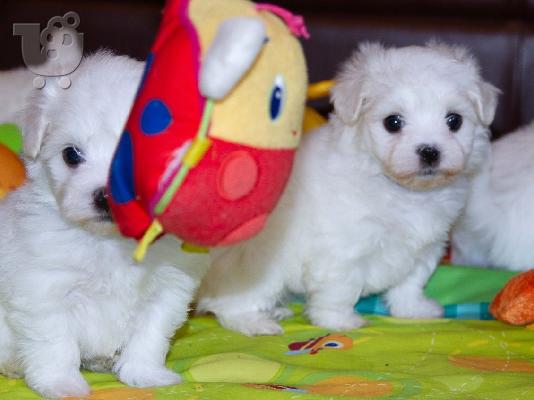 PoulaTo: Lovely Maltes Pups Πλήρως δοκιμασμένο για την υγεία