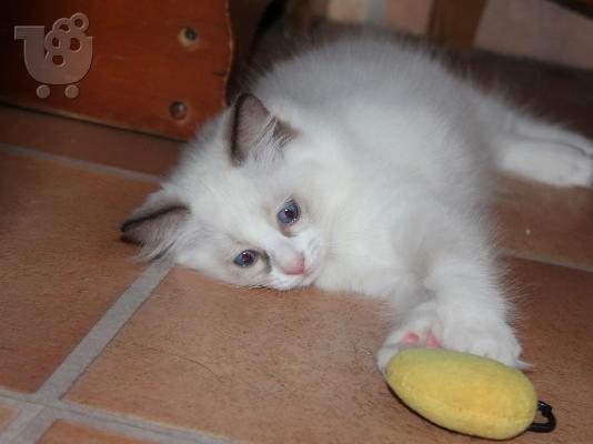 PoulaTo: Δύο γατάκια Ragdoll