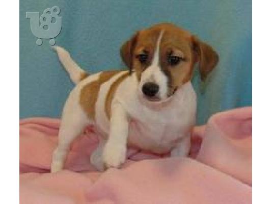 Jack Russell κουτάβια