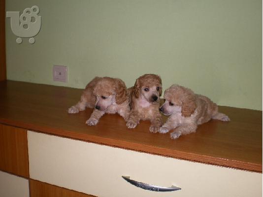 Kanis terrier