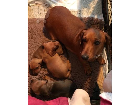 PoulaTo: Κουτάβια Dachshund έτοιμα τώρα