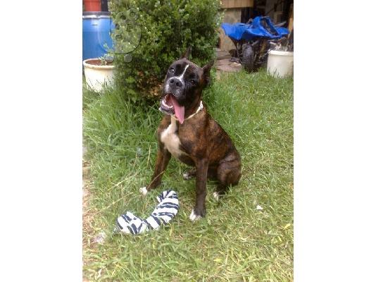 PoulaTo: boxer Μπόξερ