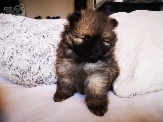 X μάζα τσαγιού Pomeranian κουτάβια