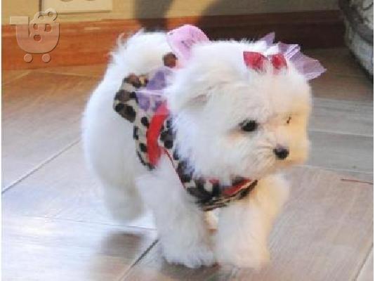 PoulaTo: MALTESE