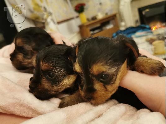 PoulaTo: Yorkshire tiere