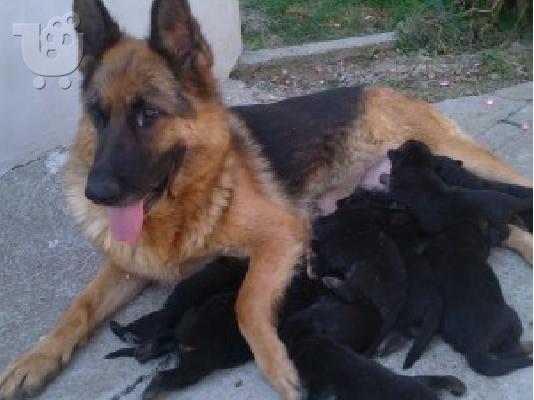 GERMAN SHEPHERD