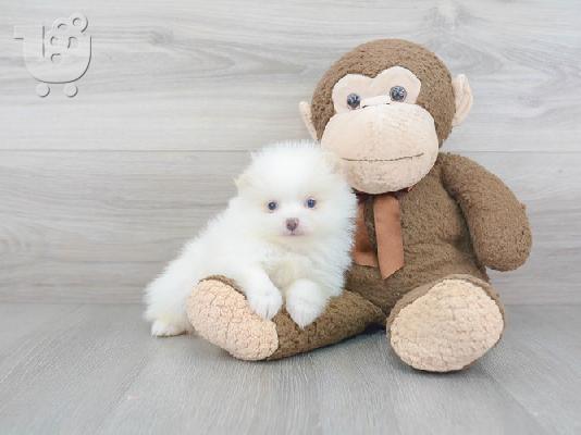PoulaTo: Γλυκά μικρά κουτάβια Pomeranian
