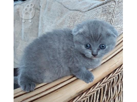 Εκπληκτικό Scottish Fold Tica Kitten Ready
