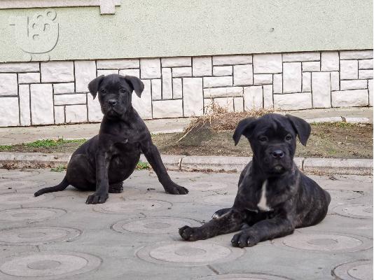 Κουτάβια Cane Corso