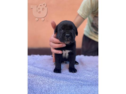 Κουτάβια Cane Corso