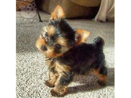 PoulaTo: Kc Yorkies Teacup Puppies (βορειοδυτικά)