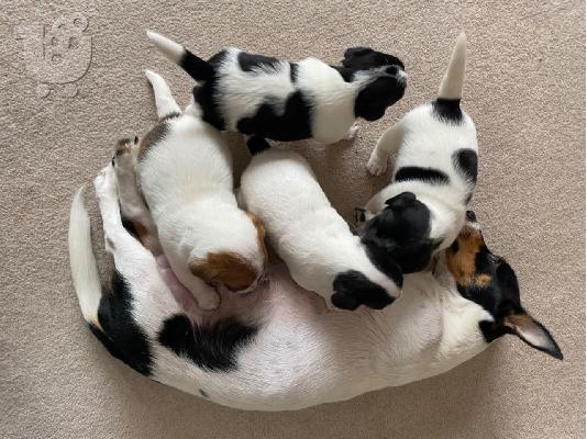 Εκπληκτικά κουτάβια Jack Russell