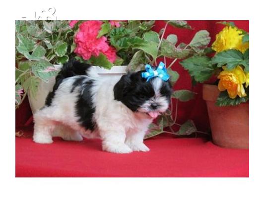 PoulaTo: Γλυκά κουτάβια Shih Tzu για υιοθεσία