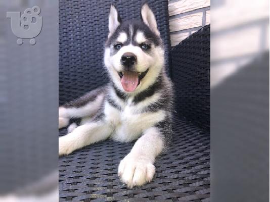 PoulaTo: Αξιολάτρευτο Siberian Husky κουτάβια
