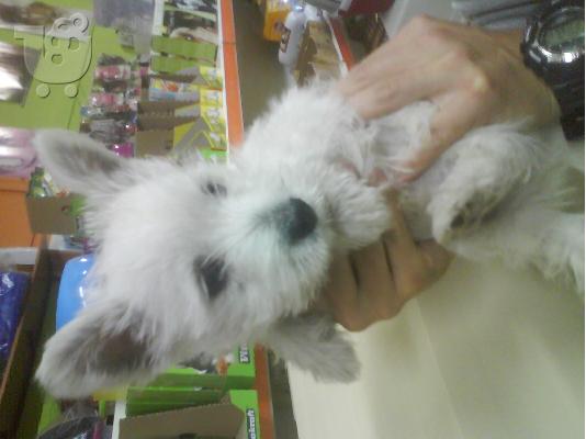 WEST TERRIER Aσπρος Τεριέ των Δ. Χάιλαντς