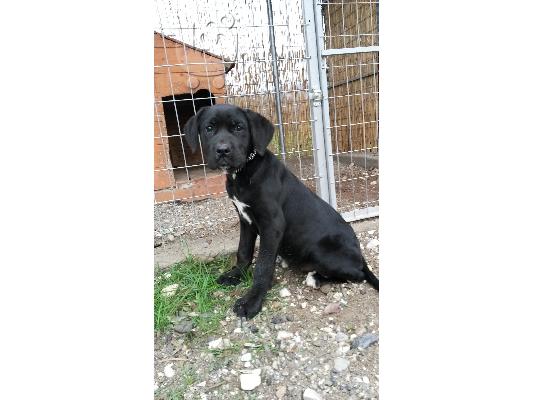 κουταβι cane corso θηλυκο