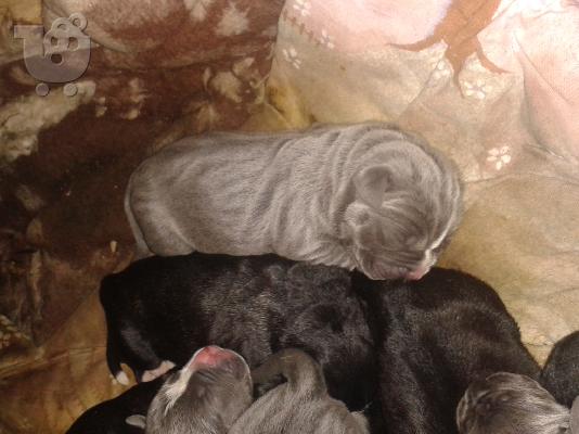 ΚΑΘΑΡΟΑΙΜΑ ΚΟΥΤΑΒΙΑ CANE CORSO
