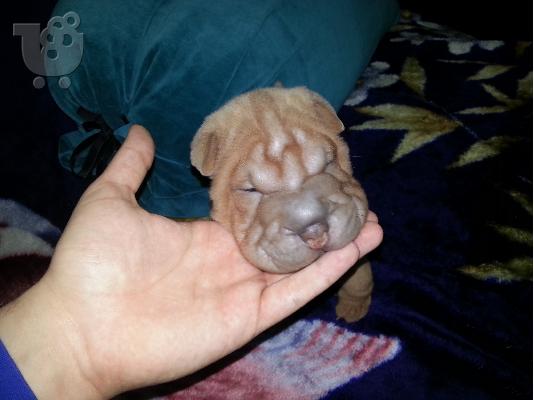 PoulaTo: pwleitai sharpei katharoaimo