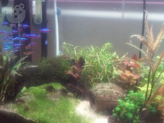 Πωλείται έτοιμο ενυδρεία 120lt, με πλήρη εξοπλισμό.