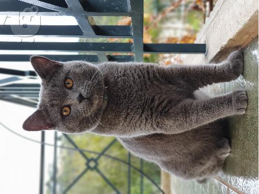 Ζευγάρωμα british shorthair γάτας