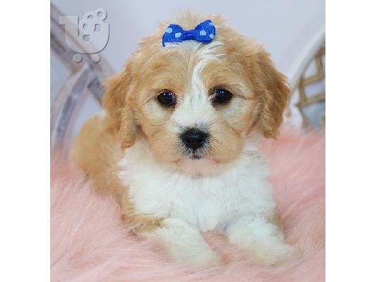 PoulaTo: Cavachon