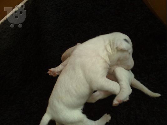 BULL TERRIER