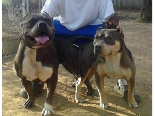 pit bull