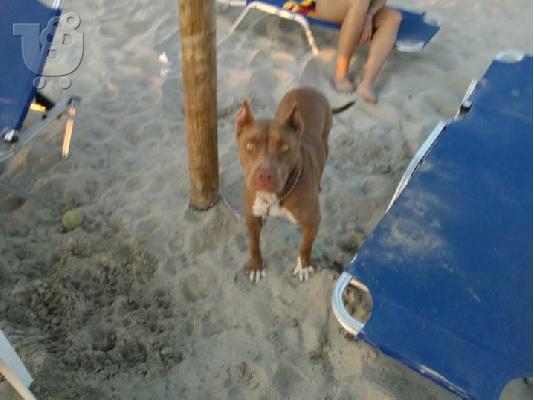 pitbull rednose