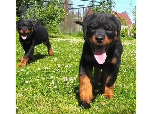PoulaTo: ROTTWAILER ( ΡΟΤΒΑΙΛΕΡ) Ροτβάιλερ