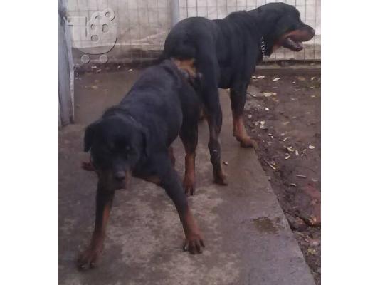 PoulaTo: ΑΝΑΓΓΕΛΙΑ ΓΕΝΝΑΣ ROTTWEILER
