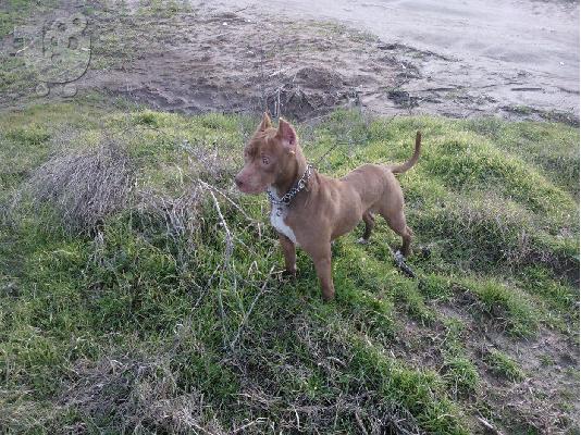 pitbull rednose