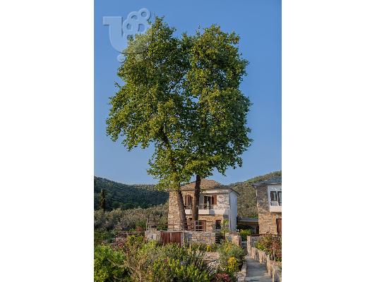PoulaTo: ΕΞΟΧΙΚΗ ΚΑΤΟΙΚΙΑ 145 τ.μ., ΑΦΗΣΣΟΣ ΠΗΛΙΟ