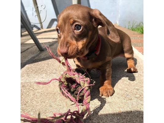 PoulaTo: Μινιατούρα Dachshunds