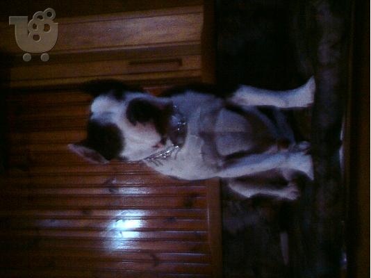 pitbull american