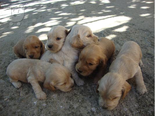 PoulaTo: KOKER SPANIEL