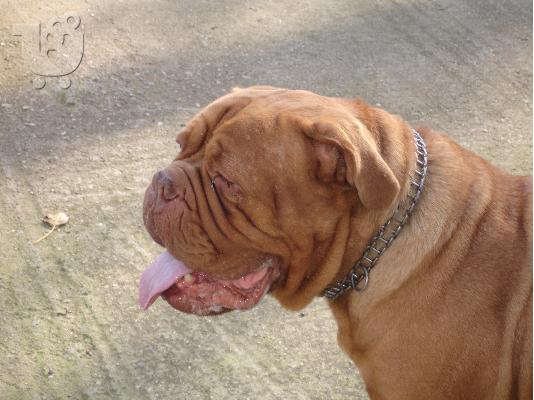 ΠΩΛΕΙΤΑΙ ΘΗΛΥΚΟ DOGUE DE BORDEAUX